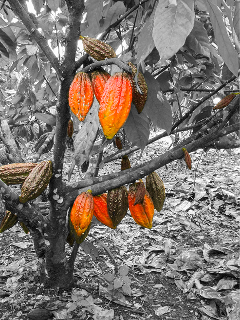 Cacao pods